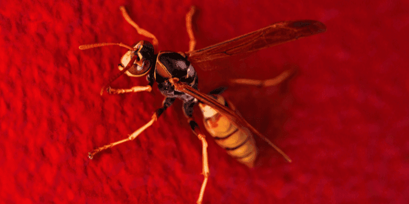 Why Do Wasps Like Cars