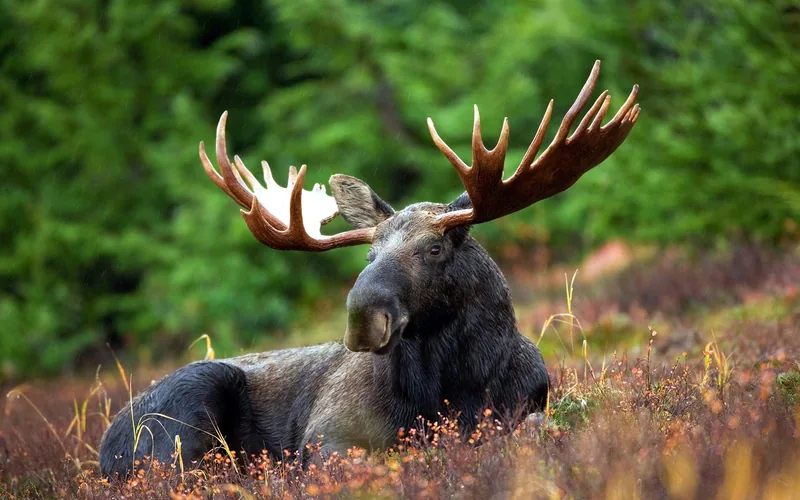 Full-size bull moose standing in the wild showing its tall shoulder height and long legs