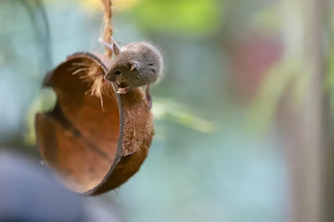 A small gray house mouse perched on a hanging coconut shell