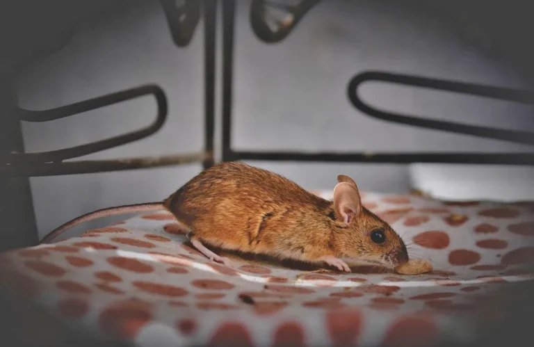 A brown house mouse with a long tail walking across a cushioned seat