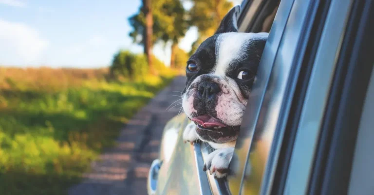 A dog riding with its head out of a car window