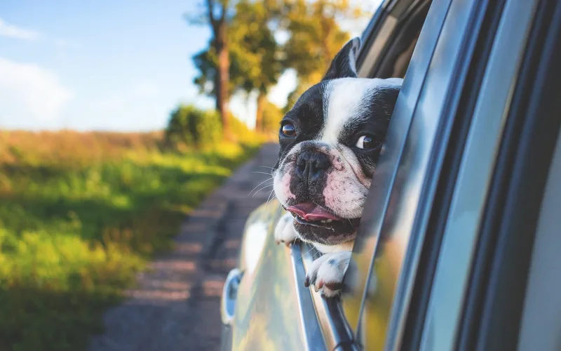 Dog looking out of a car window on a country road