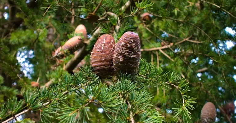 Tree needles and sap-producing cones on a branch