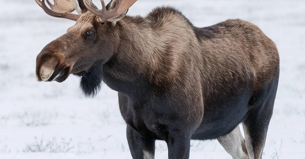Full-size moose in a snowy wilderness landscape showing its large mammal scale