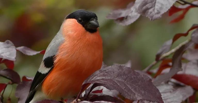 A small bird perched outdoors near where cars are parked