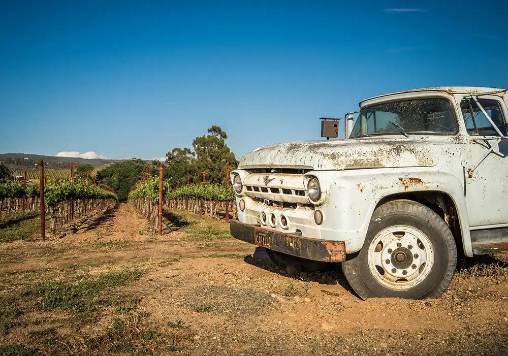 Weathered white work pickup truck parked beside a vineyard row