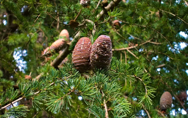 Conifer branch with cones and needles