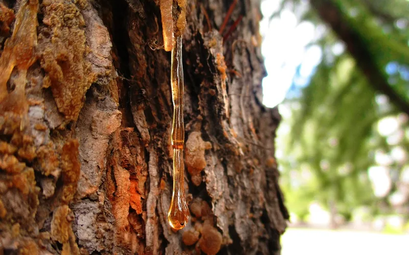 Amber conifer resin dripping from tree bark
