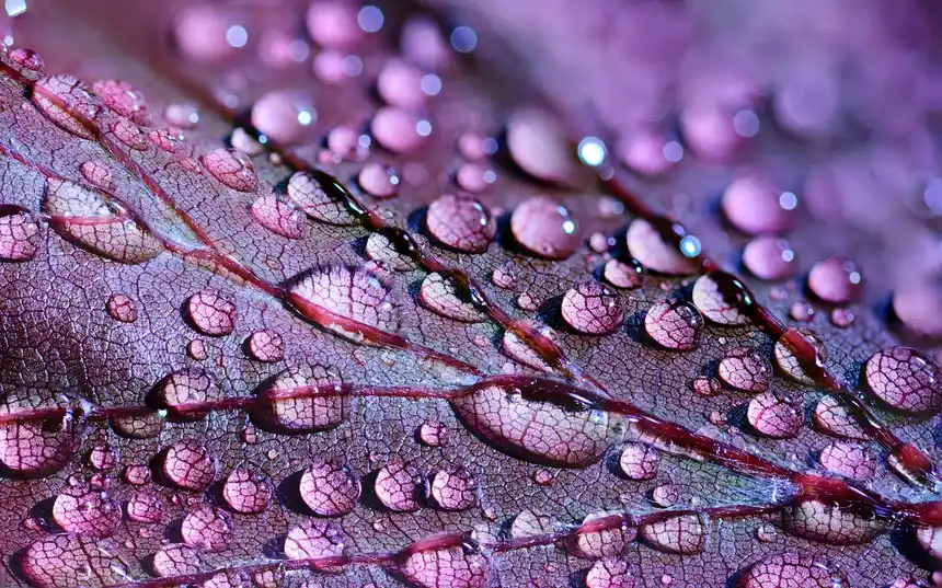 Water droplets beaded on the surface of a purple leaf