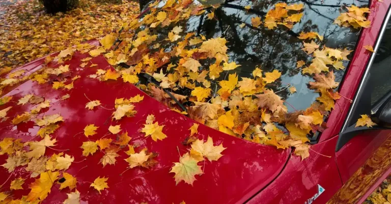 Maple leaves covering the hood and windshield of a red car after parking under trees