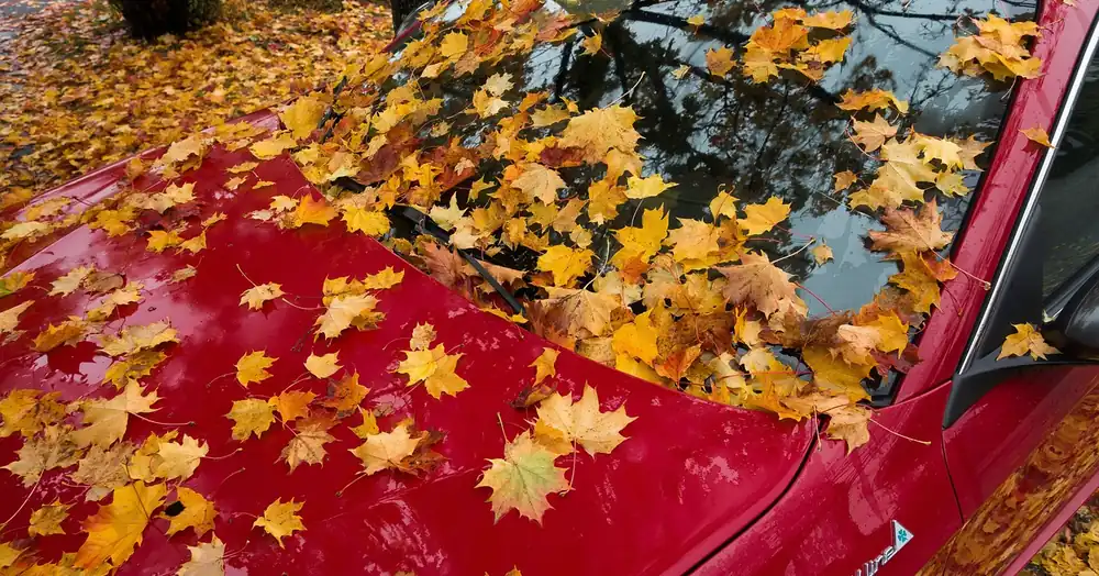 Maple leaves covering the hood and windshield of a red car after parking under trees