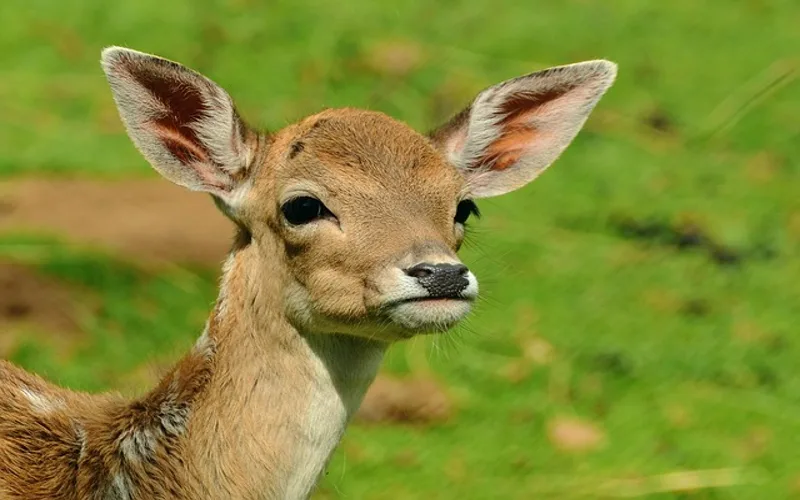 Deer standing near a roadside, a common cause of vehicle collisions