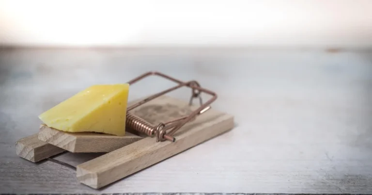 A baited mouse trap, one method for getting a rodent out of your car