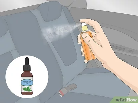 How to Get a Rodent Out of Your Car
