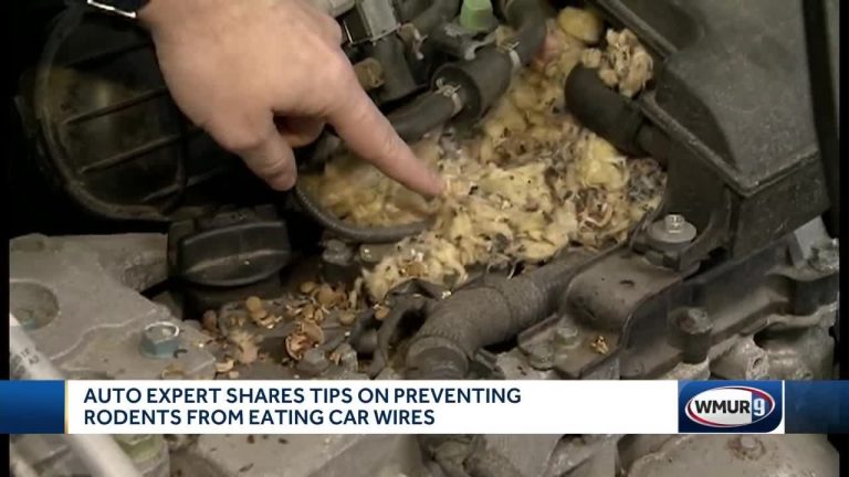 How to Prevent Rodents from Chewing on Car Wires
