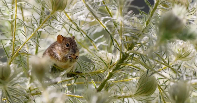 A rodent of the type that chews through car wiring insulation