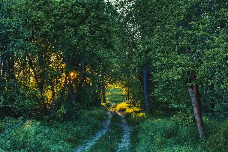 Dirt road running through green woodland with the sun low between the trees