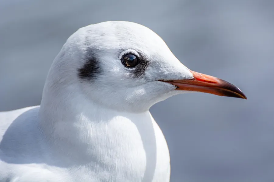 Close-up of a white gull head with an orange beak
