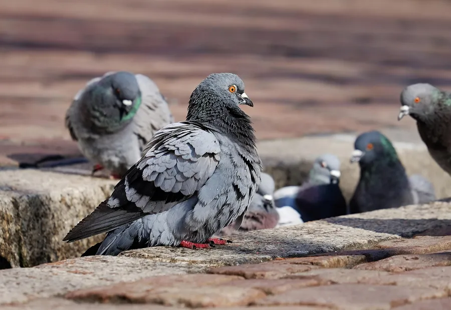 Pigeons perched on a stone ledge in sunlight
