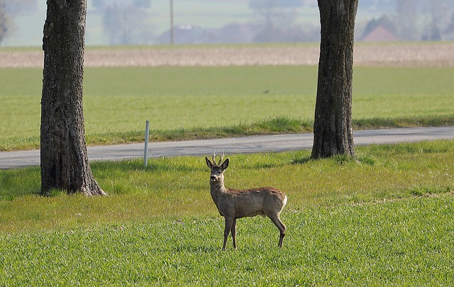 A whitetail deer standing near a rural roadside, illustrating the deer-vehicle collision risk deer whistles claim to reduce