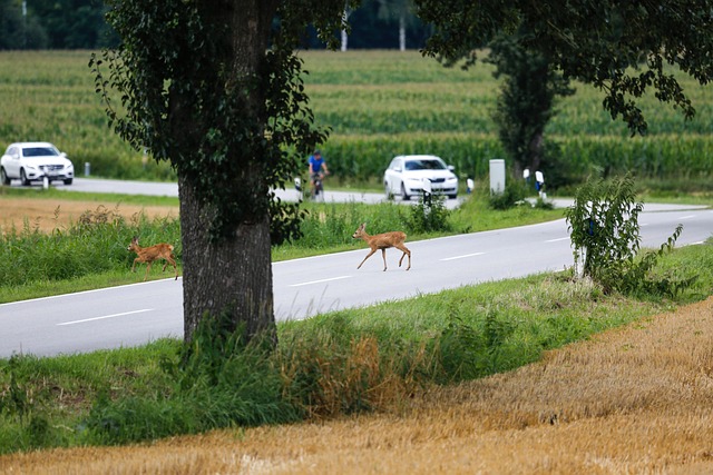 A young deer close to the road shoulder, the kind of high-risk crossing scenario studied in deer whistle effectiveness research