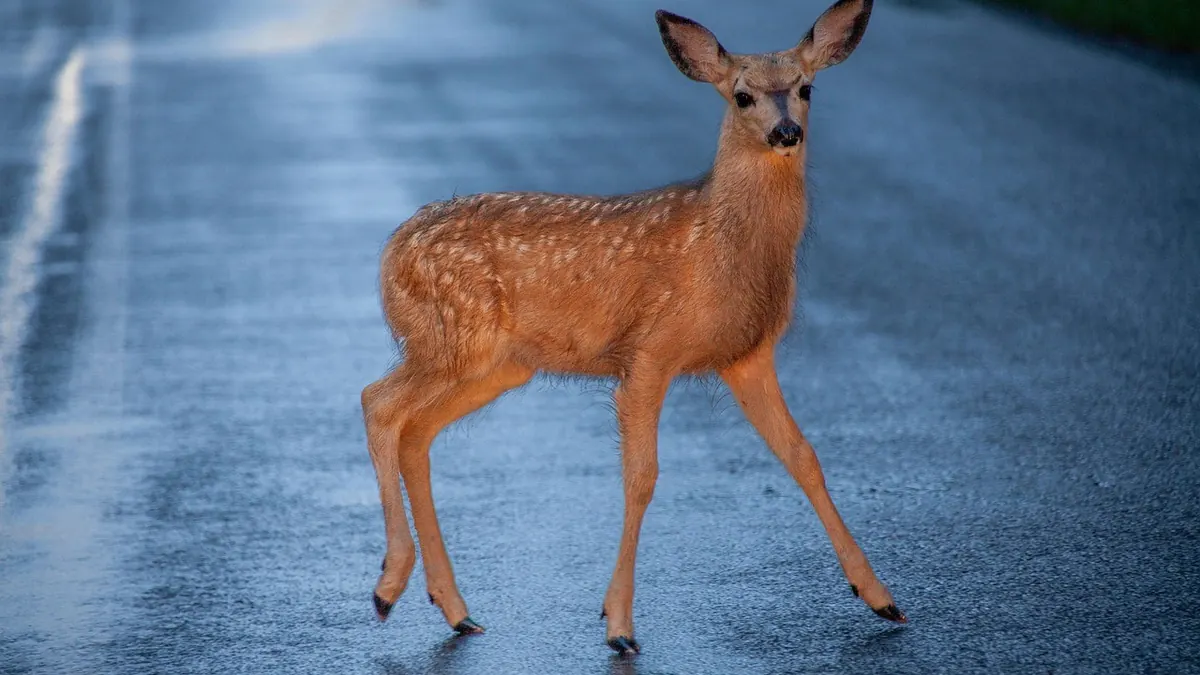 Young deer standing on a wet road at dusk