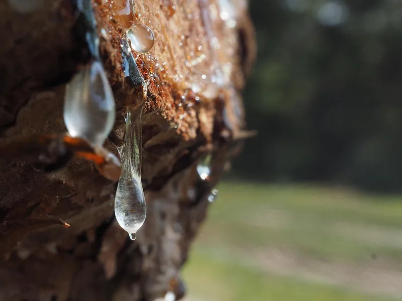 Clear fresh resin drops hanging from tree bark Clear fresh resin drops hanging from tree bark