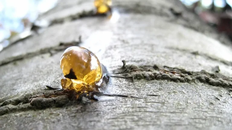 Hardened amber tree sap bead on bark