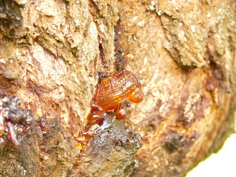 Hardened amber resin on a tree trunk Hardened amber resin on a tree trunk