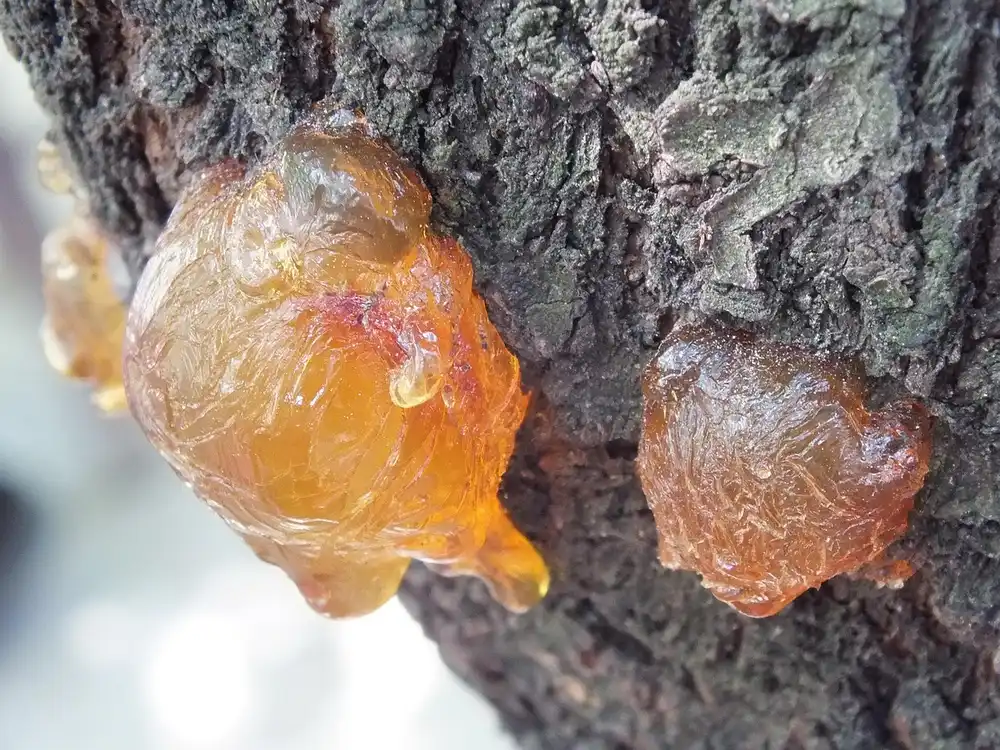 Amber tree resin oozing from a tree trunk, the sticky sap that can end up on a parked car