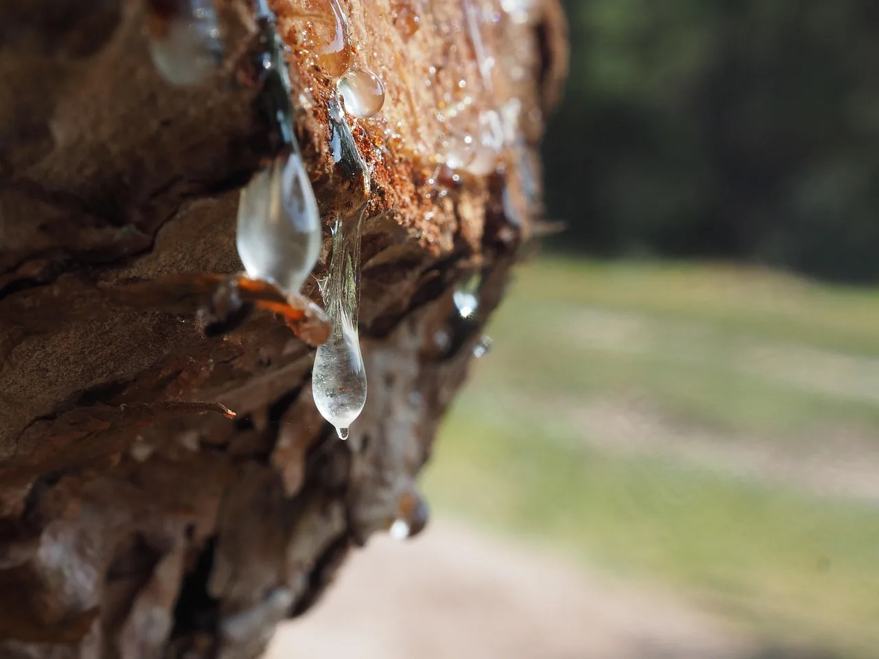 Close-up of sticky pine sap resin that can drip onto a parked car