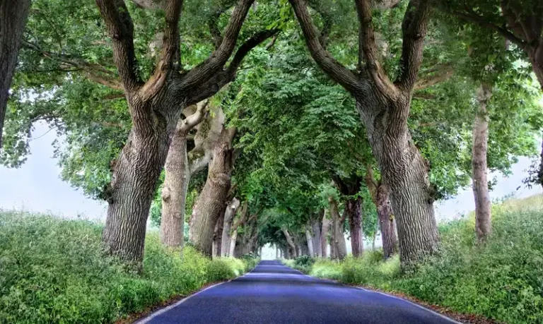 Tree-lined country road with asphalt lane