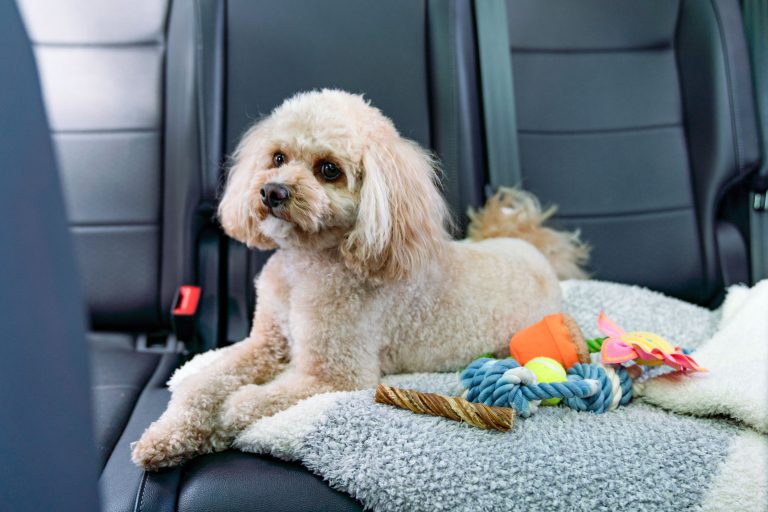 What to Give Dog for Car Sickness