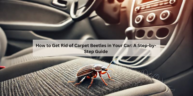 How to Get Rid of Carpet Beetles in Your Car