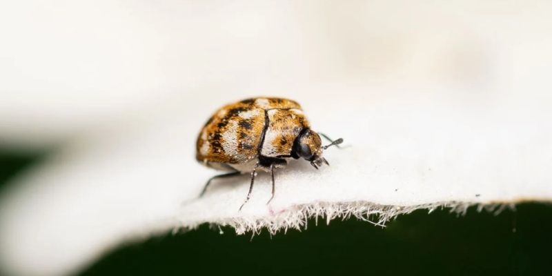 Step-by-Step Guide to Getting Rid of Carpet Beetles