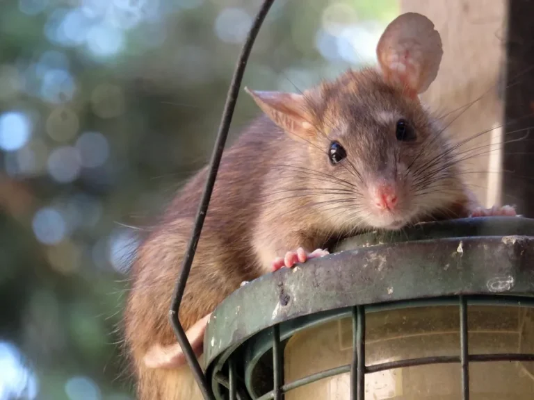 A brown rat resting its paws on a green metal rim