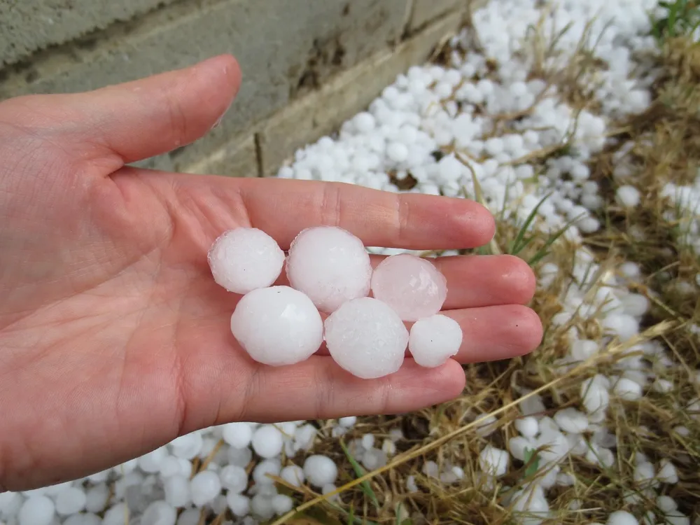 Hand holding six hailstones with more hailstones on the ground