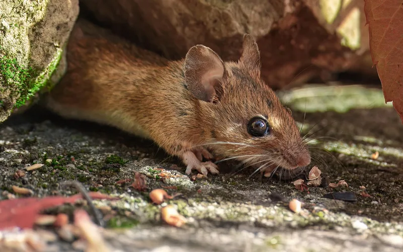 House mouse close-up, the type of rodent that nests in car engine bays for warmth House mouse close-up, the type of rodent that nests in car engine bays for warmth