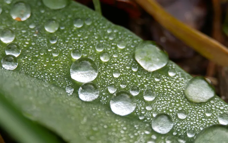 Water droplets condensed on a green leaf