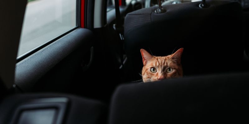 Factors That Influence Male Cats’ Caregiving