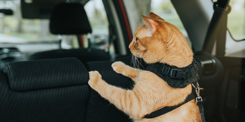 Male Cats in Feral Colonies