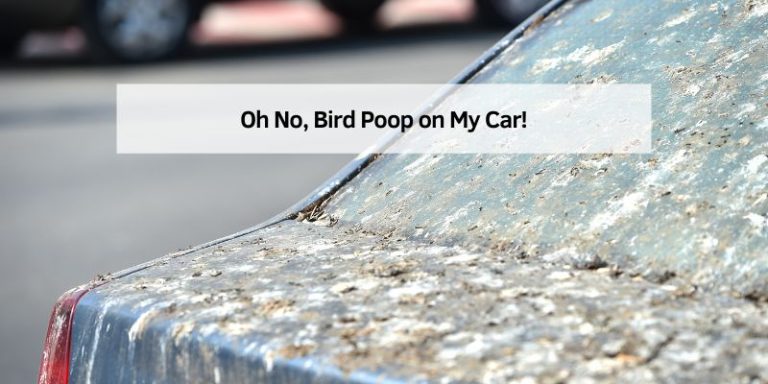 Oh No, Bird Poop on My Car