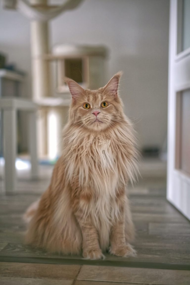 Are Maine Coon Cats Hard to Take Care of