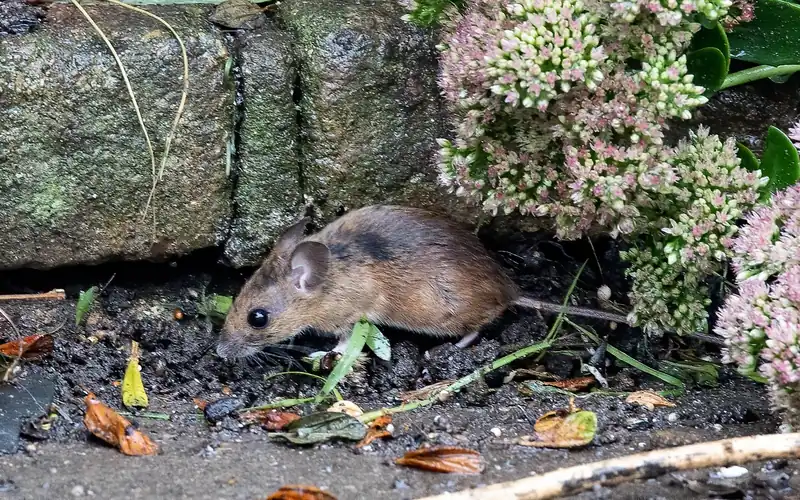 Small brown mouse on soil beside a stone wall and pink flowering plants