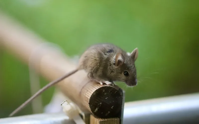 Small gray mouse on a wooden rail with a blurred green background