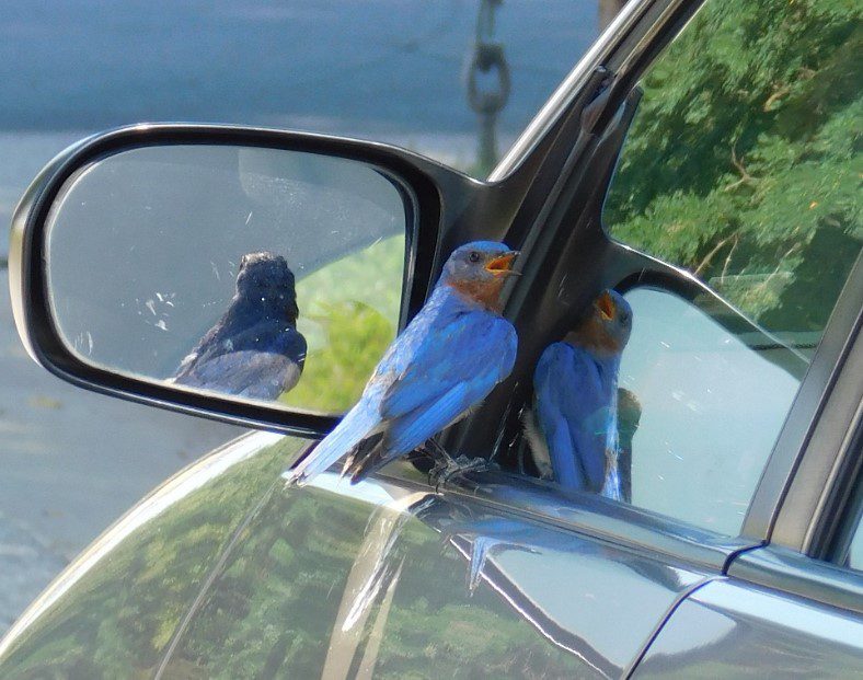 How to Stop Birds Attacking Car Mirrors: Proven Solution