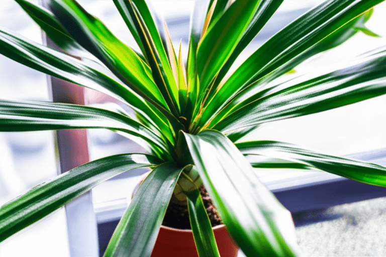 How to Care for a Sun Star Plant: Proven Success