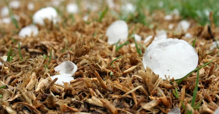 Hailstones lying on grass after a hailstorm