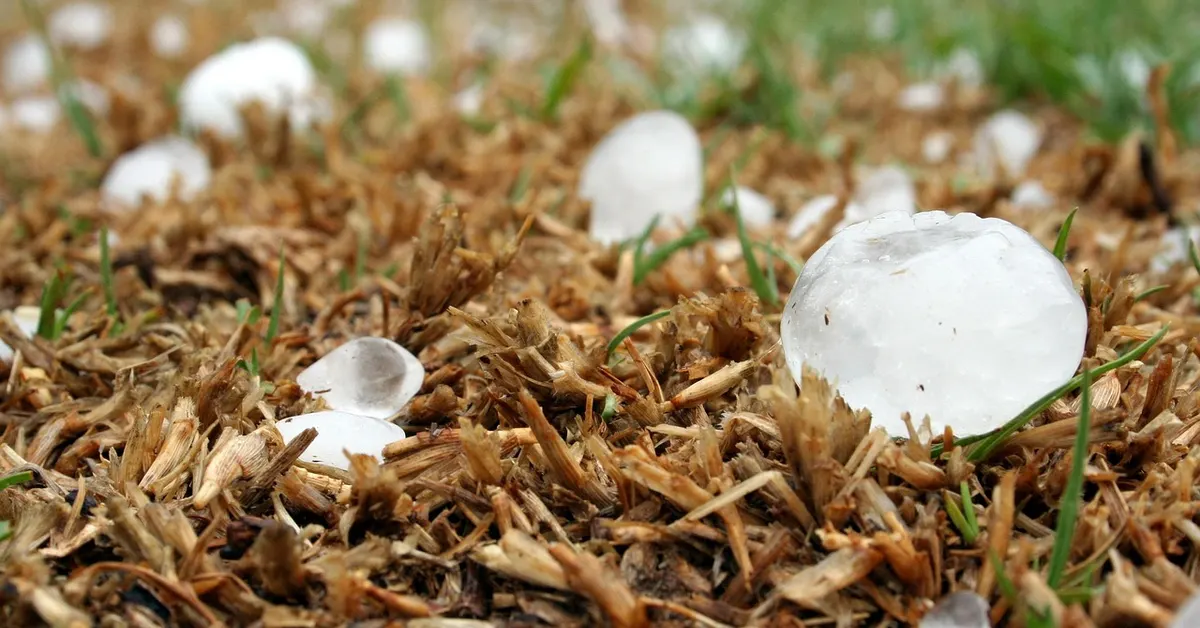 Hailstones lying on grass after a hailstorm