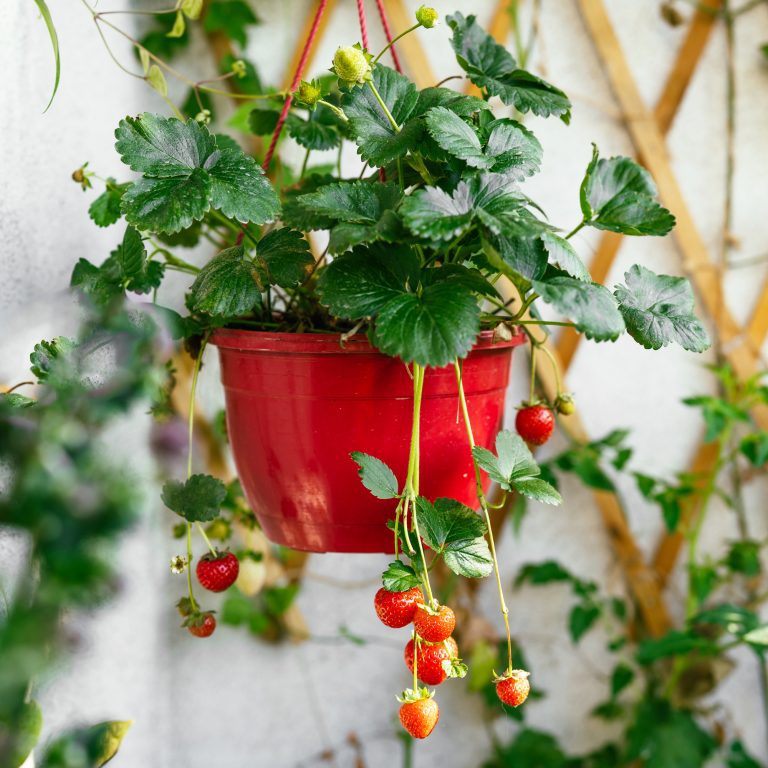 How to Care for Hanging Strawberry Plants